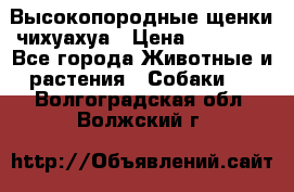 Высокопородные щенки чихуахуа › Цена ­ 25 000 - Все города Животные и растения » Собаки   . Волгоградская обл.,Волжский г.